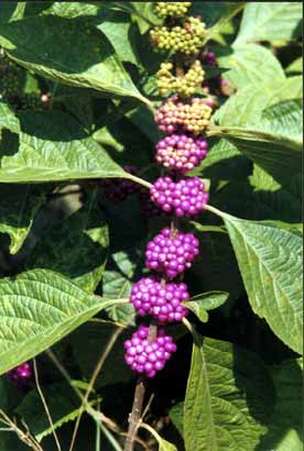 Callicarpa americana